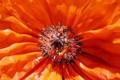 Close-up of red flower