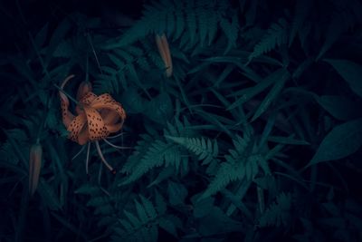 High angle view of bug on flower