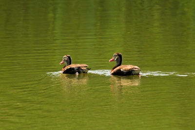 Ducks swimming on lake