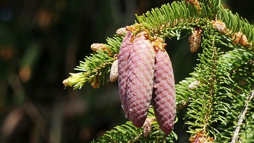 Close-up of pine tree