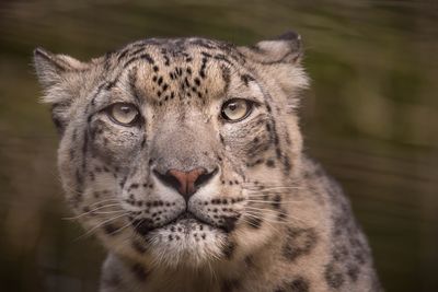 Close-up portrait of snow leopard