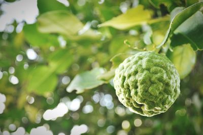 Close-up of strawberry growing on tree