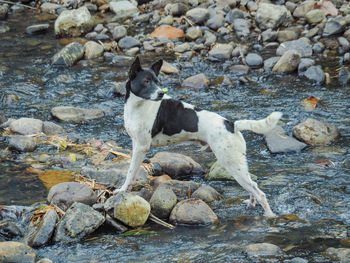 View of dog on rock