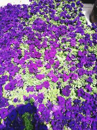 Close-up of purple flowers