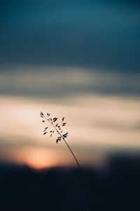 Close-up of silhouette plant on field against sky