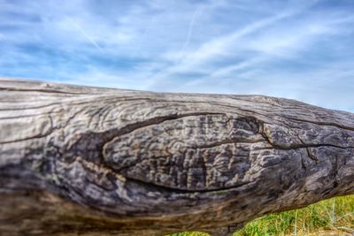 Close-up of tree trunk against sky