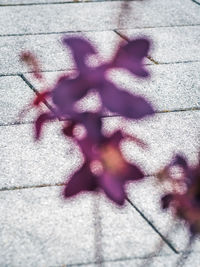 High angle view of shadow on floor