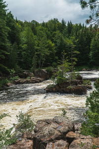 Scenic view of river amidst trees in forest