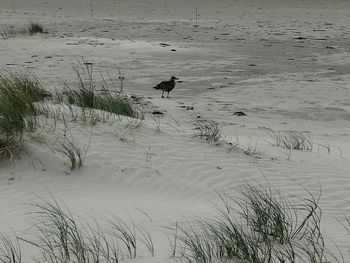 High angle view of birds on beach