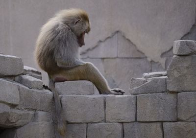 Monkey sitting on wall