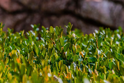Close-up of plants growing on field