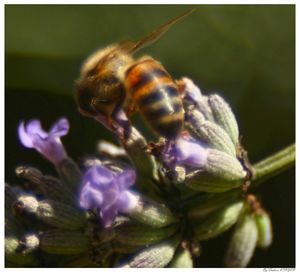 Close-up of insect on flower