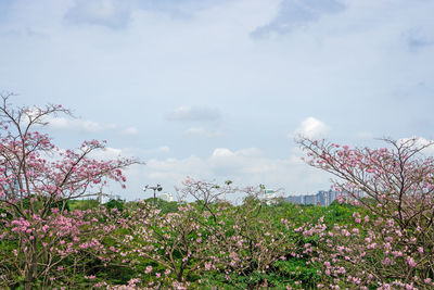 View of cherry blossom against sky