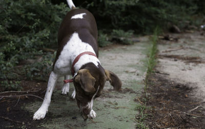 Bird dog eating a pecan outside