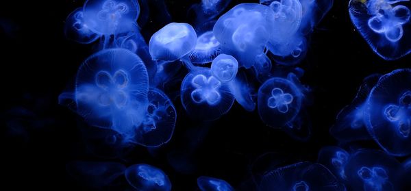 Close-up of jellyfish against black background