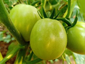 Close-up of fruits