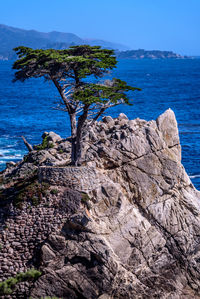 Close-up of tree by sea against clear blue sky