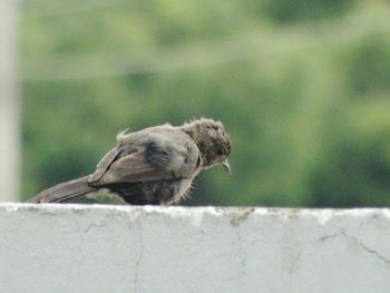 Close-up of bird on wall