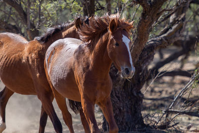 Horses in a field