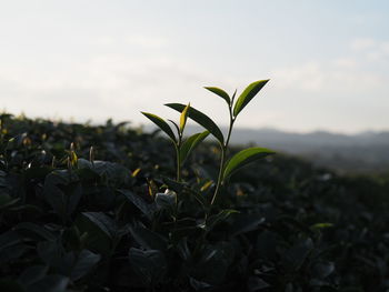 Close-up of flower against sky