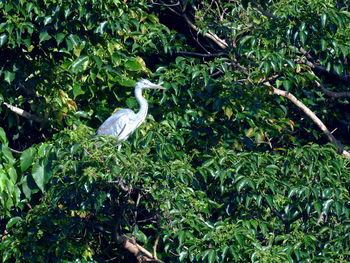 View of bird on ground