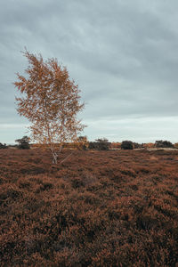 Tree on field against sky