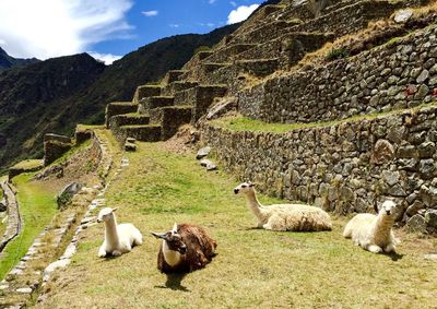 Llamas at historic machu picchu ruins