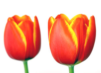 Close-up of red tulips blooming in park