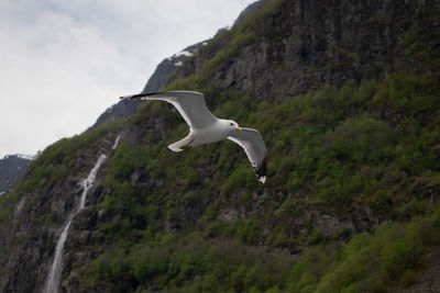 Seagull flying over a mountain
