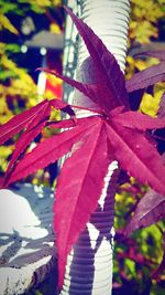 Close-up of red leaves on plant