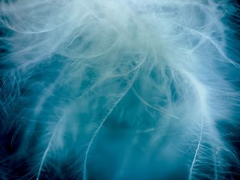 Close-up of feather