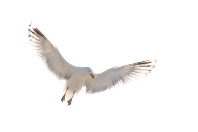 Low angle view of seagulls flying against clear sky