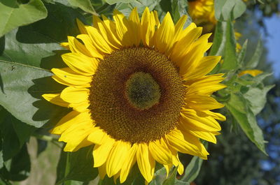 Macro shot of sunflower