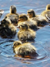 Ducks in a lake