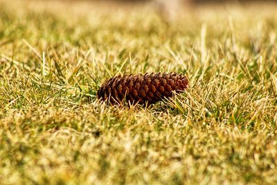 Close-up of pine cone on field