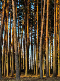 View of trees in forest