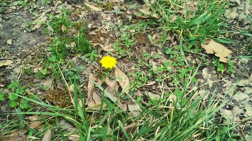 Close-up of yellow flowers blooming in field