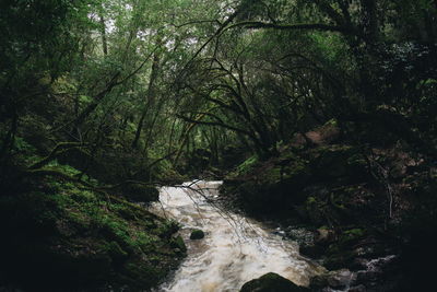 Stream flowing through forest