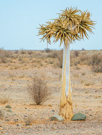 Dry plant on field against sky