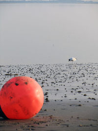 View of bird on beach