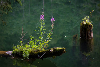 Scenic view of lake