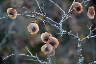 Closeup of branches and dry fruits of jerusalem thorn