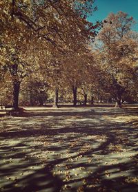 Trees on field during autumn