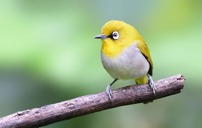 Close-up of bird perching on branch