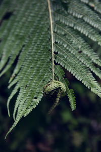 Close-up of insect on leaf