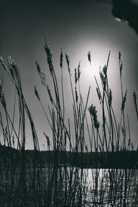 Silhouette plants by lake against sky during sunset