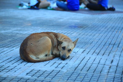 Low section of a dog resting on footpath