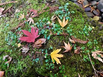 High angle view of flowers on plant