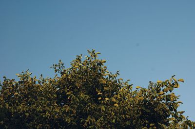 Low angle view of flower trees against clear blue sky