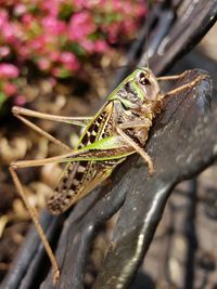 Close-up of insect on leaf